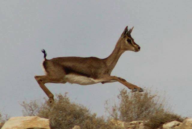 غزال في براري فلسطين