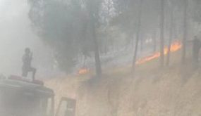 حريق يلتهم 300 دونم من حقول الزيتون وأحراج السويطات
