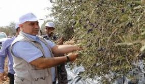 القدس: تنظيم الحملة الوطنية التطوعية لقطف الزيتون في بيت حنينا