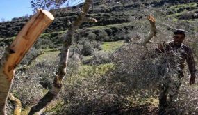 مستوطنون يكسرون أشجار زيتون في بلدة كفر الديك