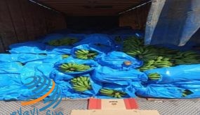 الضابطة الجمركية تضبط 3 طن موز قادم من دولة الاحتلال في رام الله