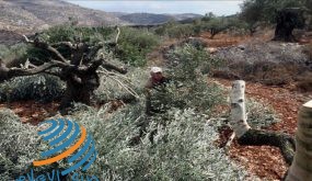 مستوطنون يقطعون 33 شجرة زيتون جنوب نابلس