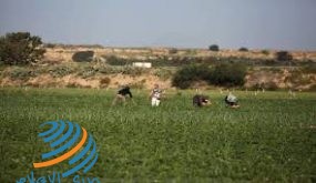 الاحتلال يطلق نار وقنابل غاز على مزارعين شرق خانوينس