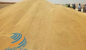 السودان هل يمزق فاتورة استيراد القمح هذا العام