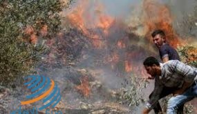 حرائق تلتهم 180 شجرة زيتون ولوز ومحاصيل قمح في جنين