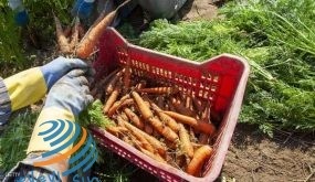 هل نأكل البلاستيك عبر النباتات؟.. بحث يكشف “حقيقة مخيفة”