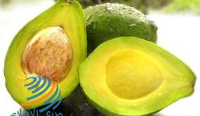 بيع الأفوكادو لشراء أنابيب الأكسجين في بيرو لمحاربة كورونا