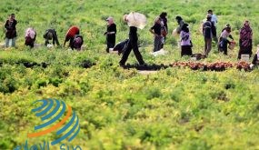 الإغاثة الزراعية تطلق مشروع تعزيز صمود المزارعين في الأغوار
