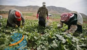 وفد من “فتح” و”الأوقاف” و”الشباب والرياضة” يقدم مساعدات لمزارع في النصارية