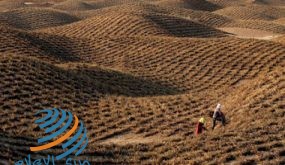 اليونسكو في اليوم العالمي للتصحر: مليارا نسمة يعانون شحّ المياه بسبب الجفاف
