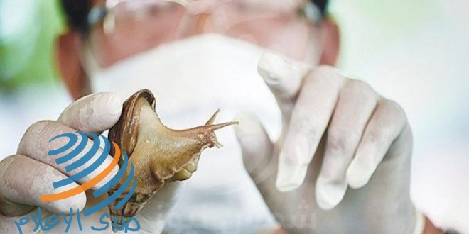 خبراء: سم الحلزون علاجا فعالا لهذا المرض الخطير