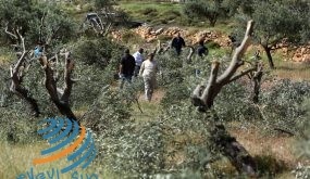 الاحتلال يقتلع أكثر من 200 شجرة زيتون شمال غرب سلفيت