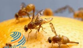 طرق القضاء على الذباب