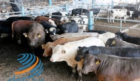 A Palestinian feeds his cows at a farm as they prepare for the holiday of Eid al-Adha in Gaza City on November 2, 2010. Most of the sacrificial sheep in Gaza have been smuggled through tunnels between Rafah and Egypt as Israel still blocks their crossings with Gaza Strip . Photo by Mohammed Asad