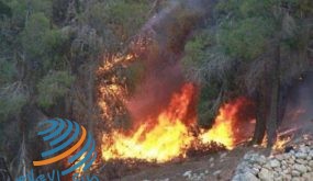 حريق يأتي على 500 شجرة حرجية جنوب جنين