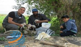 “محميات فلسطين” يعلن عن نجاح مشروع حماية البومة البيضاء في الأغوار