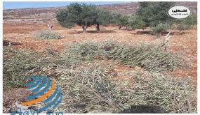 مستوطنون يقطعون عشرات أشجار الزيتون جنوب نابلس