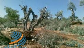 مستوطنون يقتلعون أشجار زيتون غرب سلفيت
