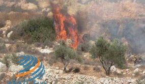 تقرير: جائحة كورونا لم تكبح جماح جرائم المستوطنين في موسم قطاف الزيتون