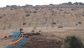 مستوطنون يقيمون حظيرة حيوانات في الأغوار