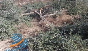 مستوطنون يقطعون 12 شجرة زيتون غرب سلفيت
