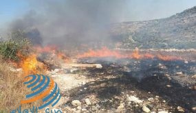 جنين: حريق يأتي على 50 شجرة زيتون