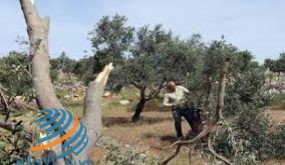 مستوطنون يقطعون مئات أشجار الزيتون المعمرة غرب بيت لحم