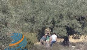 مستوطنون يسرقون ثمار الزيتون جنوب نابلس