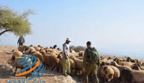 الاحتلال يحتجز عددا من رؤوس المواشي شرق الخليل