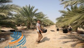 إحياء فعالية “يوم النخيل” بأريحا