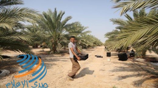 إحياء فعالية “يوم النخيل” بأريحا