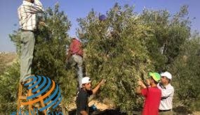 يوم تطوعي لقطف ثمار الزيتون في قرية ظهر العبد جنوب غرب جنين