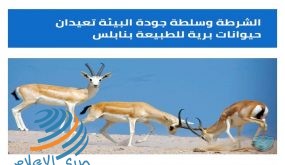 الشرطة وسلطة جودة البيئة تعيدان حيوانات برية للطبيعة بنابلس