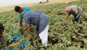 صرف دفعة مالية لـ88 مزارعا في المحافظات الجنوبية