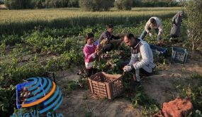 الاتحاد الأوروبي والحكومة الفلسطينية يدعمان مزارعي غزة بـ 900 ألف يورو