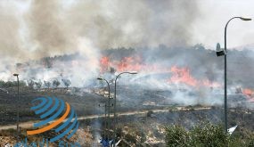 مستوطنون يحرقون مئات أشجار الزيتون بمسافر يطا جنوب الخليل