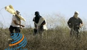 مستوطنون يهاجمون خان اللبن الشرقية