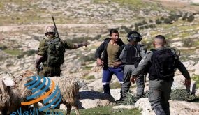 مستوطنون يعتدون على رعاة أغنام جنوب الخليل