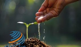 وزارة الزراعة ومؤسسات محافظة طوباس يعيدون زراعة منطقة عينون بالأشجار