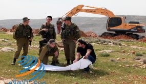 مستوطنون يقتلعون 25 غرسة زيتون من أراضي بروقين غرب سلفيت