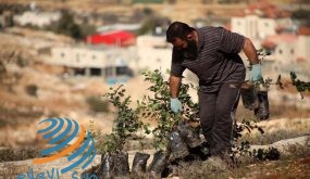 الاحتلال يقمع فعالية لزراعة أشجار زيتون في أراضي بورين جنوب نابلس