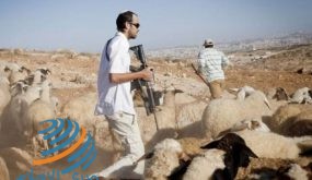 الاحتلال يستولي على قطيع من الأغنام من مراعي جنوب الخليل
