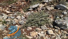 مستوطنون يجرفون أراض ويوسعون طريقا زراعية لأغراض استيطانية غرب بيت لحم