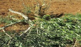 مستوطنون يحطمون أكثر من 30 شجرة زيتون في جالود