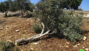 مستوطنون يقتلعون أشتال زيتون شرق بيت لحم