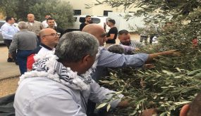 الرجوب وعساف يطلقان موسم قطاف الزيتون من بلدة الطيبة بمحاذاة جدار الضم والتوسع العنصري