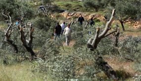 مستوطنون يقتلعون ويحطمون أكثر من 300 شجرة زيتون في المزرعة الغربية