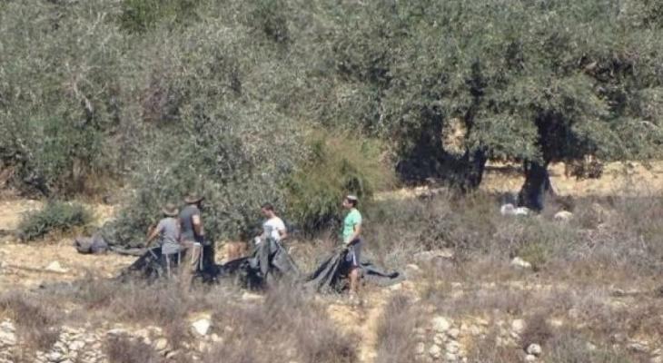 مستوطنون يسرقون ثمار الزيتون جنوب نابلس