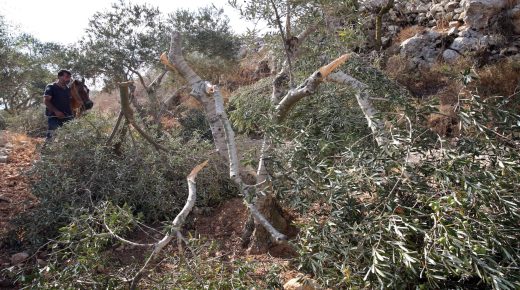 مستوطنون يقطعون 70 شجرة زيتون بمسافر يطا جنوب الخليل