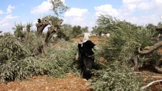 مستعمرون يقطعون 70 شجرة زيتون في ياسوف شرق سلفيت